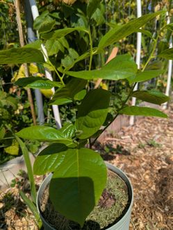 The Tree Organic Persimmon