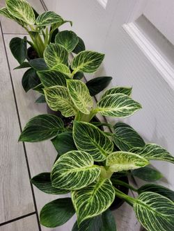 🌿Healthy Live Beautiful Stripes Philodendron Birkin 8" Tall In Nursery Pot 4" ~ $8/Ea