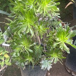 Beautiful (3) Succulent  In One Pot Picture Size