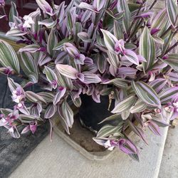 Big full Tradescantia Nanouk plant