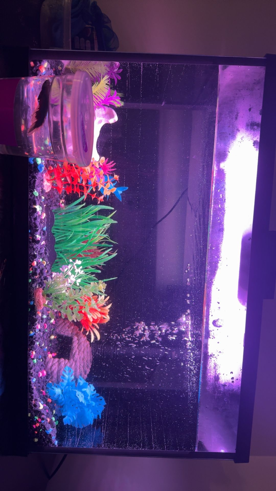 FISH TANK (with Fish)