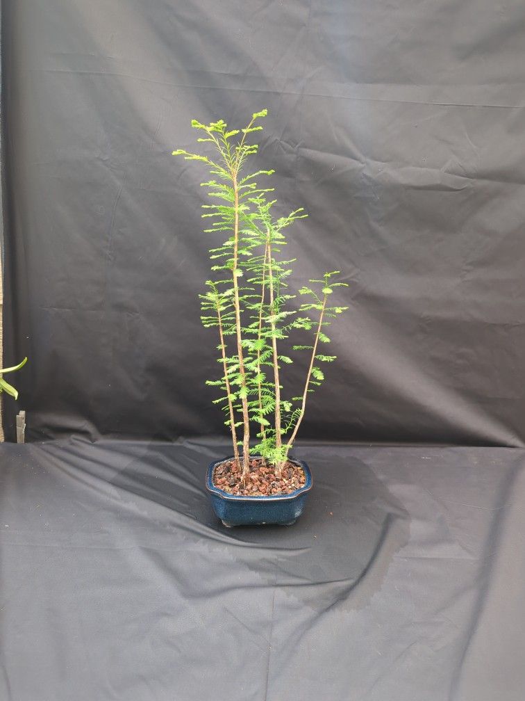 Bald Cypress Pre Bonsai Forest Planting #2