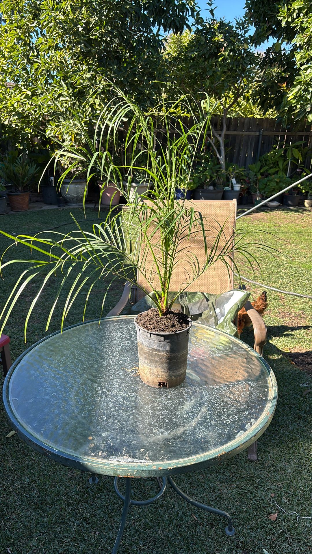 palma rabolin O pimi