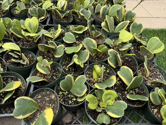 Hoya Variegated Kerri 