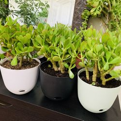 🪴Lucky Jade Or Gud Luck Plant🙏PLS READ DESCRIPTION 