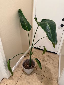 Bird of Paradise
