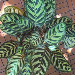 Calathea Makoyana Tropical Houseplant 