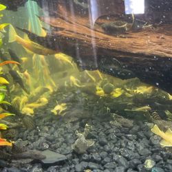 Assorted Plecos For Sale