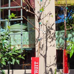 Apricot Tree in 15g with fruits