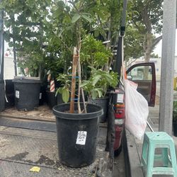 Guava Plant For Sale