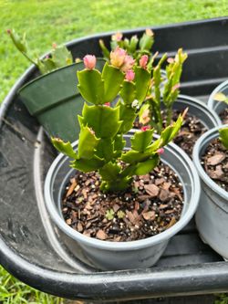 Christmas Cactus