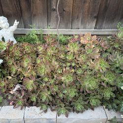 Beautiful Rooted Succulents, 1st picture is in the garden 2nd is all rooted pickings $10 for all