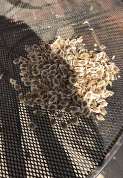 Cemillas de Moringa