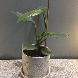 Plant