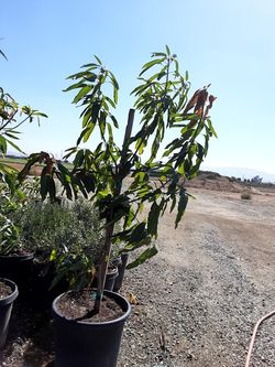 Mango criollo 24 galones $200