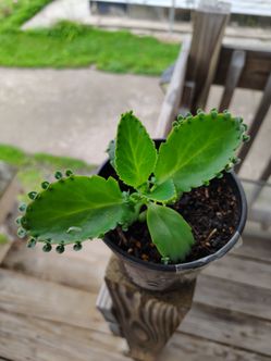 Kalanchoe Plant