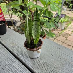 Snake Plant Great Indoor Air Purifier Qualities 