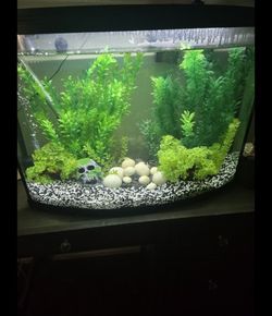 36 Gallon Tank