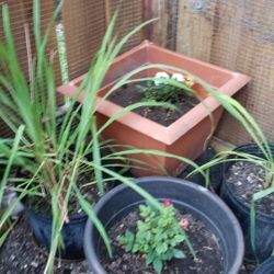 5$ Each Plant 