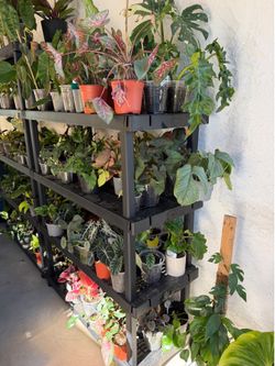 Lots of tropical plants to choose from.