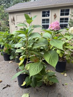 2gal Hydrangeas —