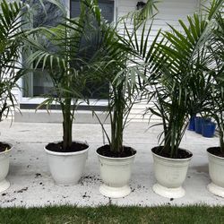 Charming Majesty Palms 