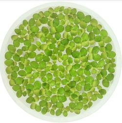 Duckweed floating plant