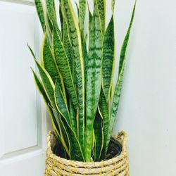 Very Full And Healthy Sansevieria Laurentii Snake Plants Give Out The Fresh Air And Take Away The Bad One - 3 feet tall - $50 for the plant only