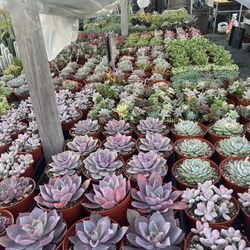 Weekend Sale 6” Succulents $5 Each 