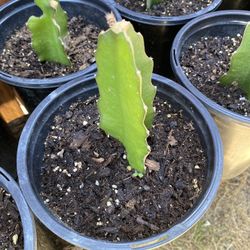 Dragon Fruit In One Gallon Pot 