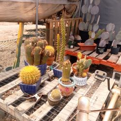 Variety Of Succulents Cacti 