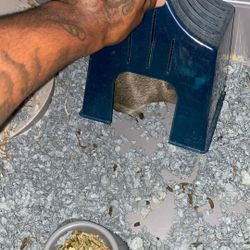 Guinea Pig