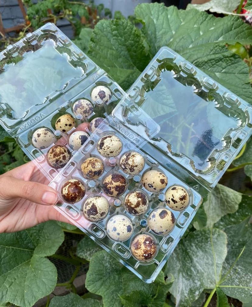 Organic Quail Eggs