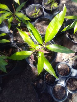 Healthy 1ft JULIE mango #2