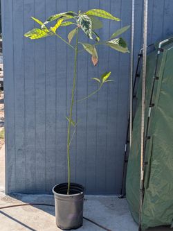 Avocado tree