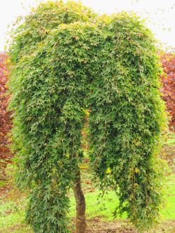 Nice big ‘Ryu Sei’ weeping Japanese maples —