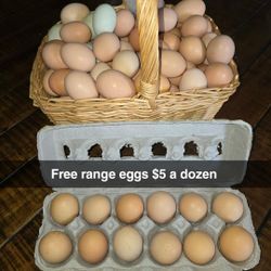 Fresh Free Range Eggs Assorted 