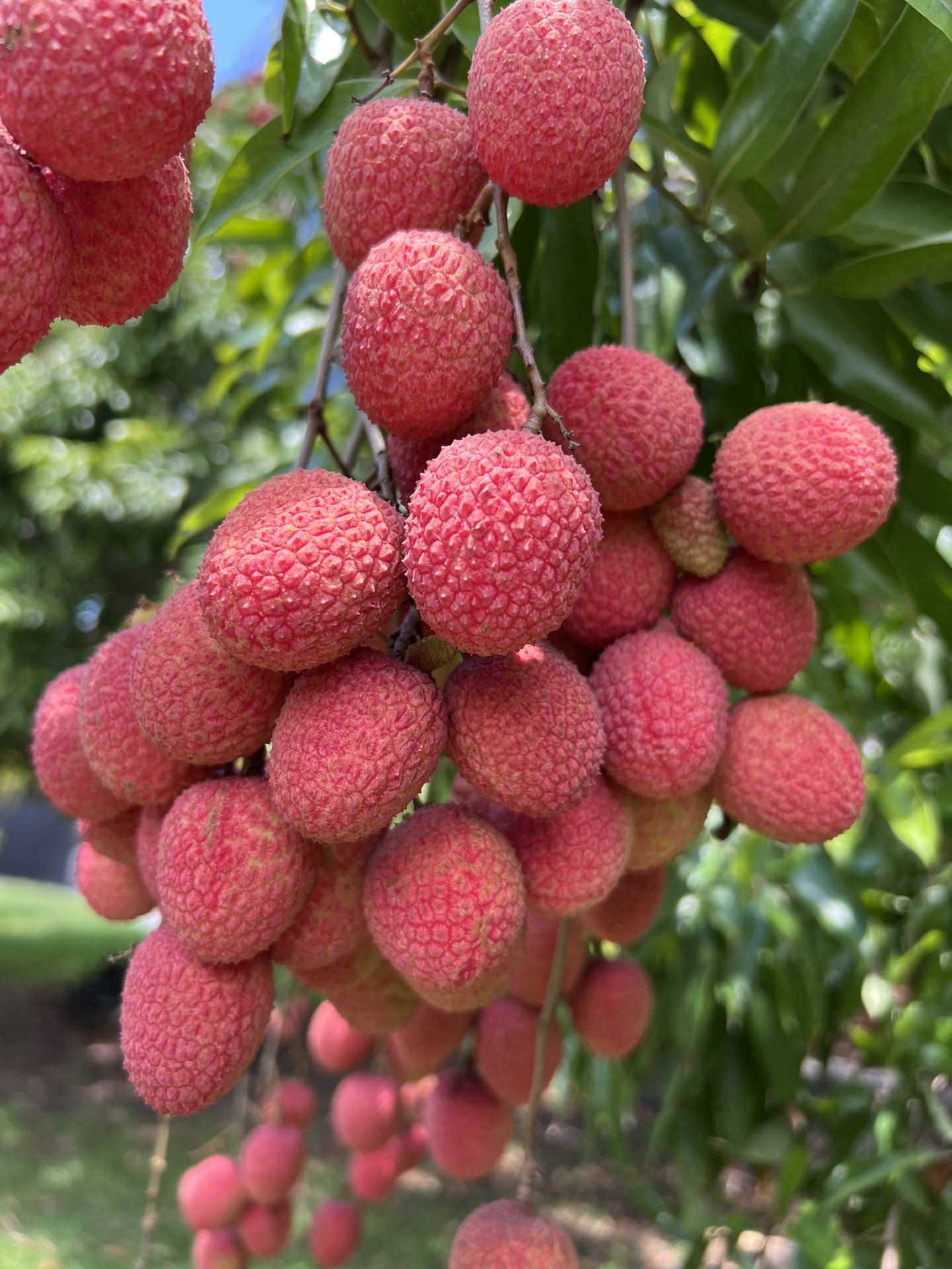 Fresh Lychees For Sale By The Pound!!!