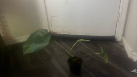 young monstera Delicioso