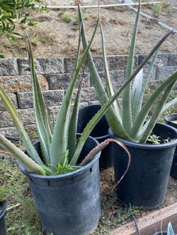 5 gallon aloe plants, rooted, super healthy and already making babies