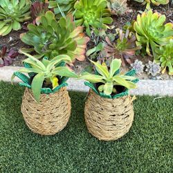 Agaves In Pineapple 🍍 Weaved Basket 