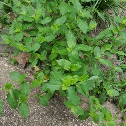 Can Anyone Identify This Plant?  Is It A Weed?