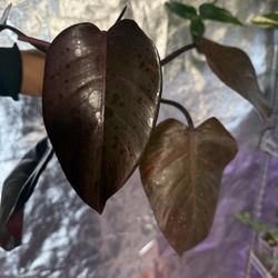 Philodendron Orange Princess 