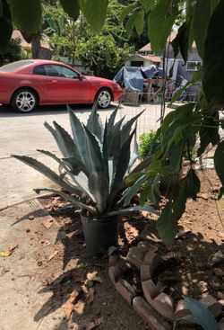 Maguey