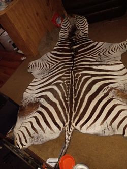 Genuine zebra taxidermy