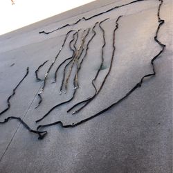 Llama Backpacking Leads To Move Several for Days