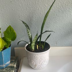  Snake Plant 