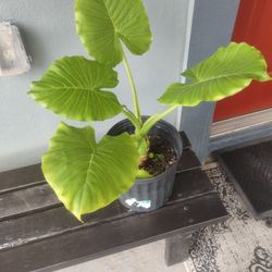 Plant Elephant Ear Was$15 Reduced To $12.00 In Donna Inside The City 