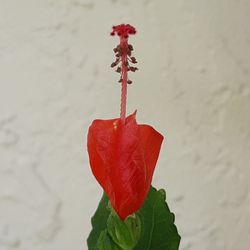 *$1 to $2* Sleeping Hibiscus Plants - Nectar Source - Details Below 🔻