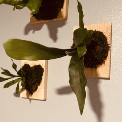 Staghorn Fern – Mounted & Ready to Display 🌿